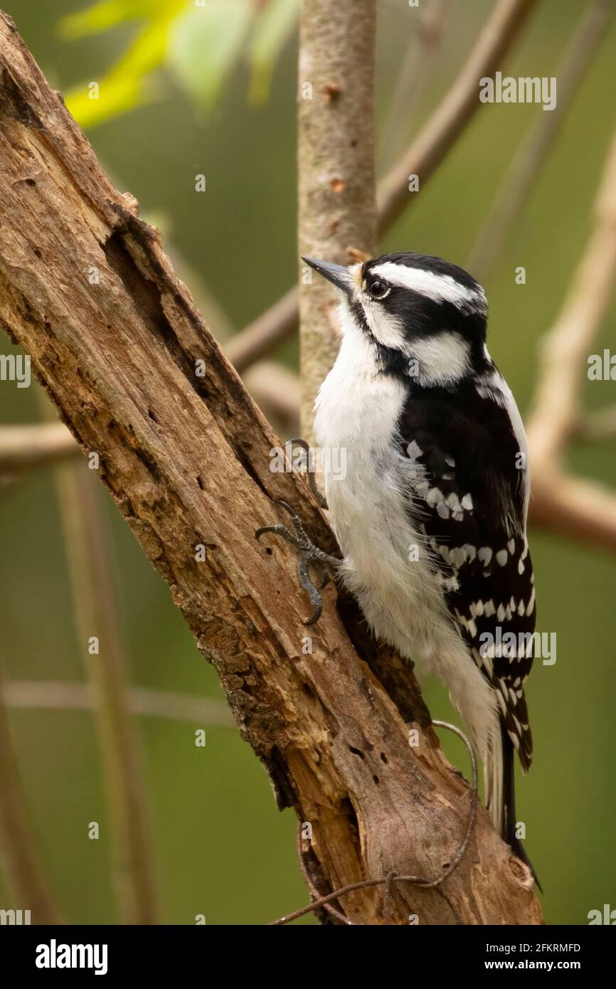 Downy Woodpecker (Dryobates pubescens), Kensington, Connecticut Foto Stock