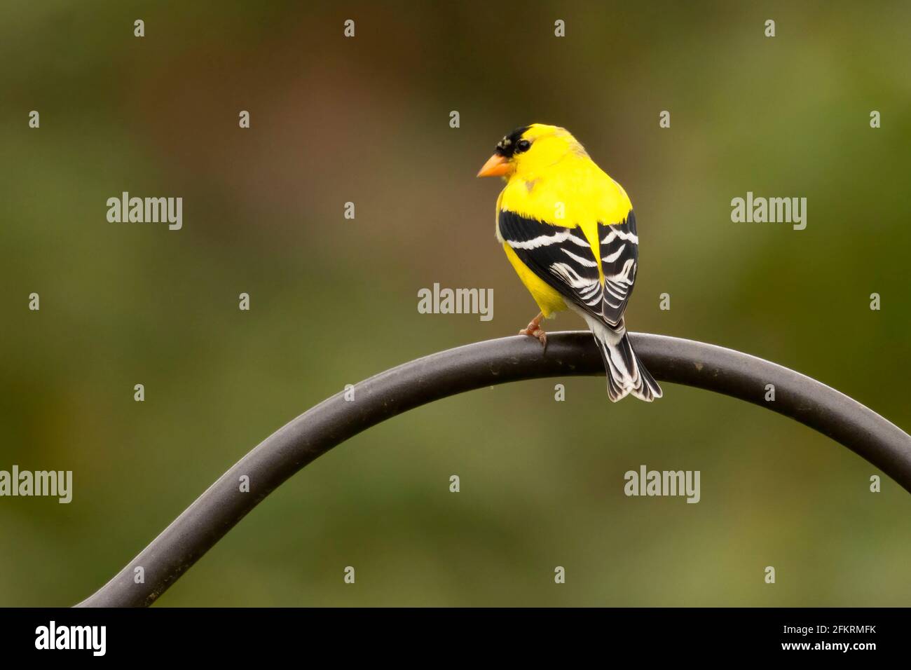 Pinch americano (Spinus tristis), Hartford occidentale, Connecticut Foto Stock