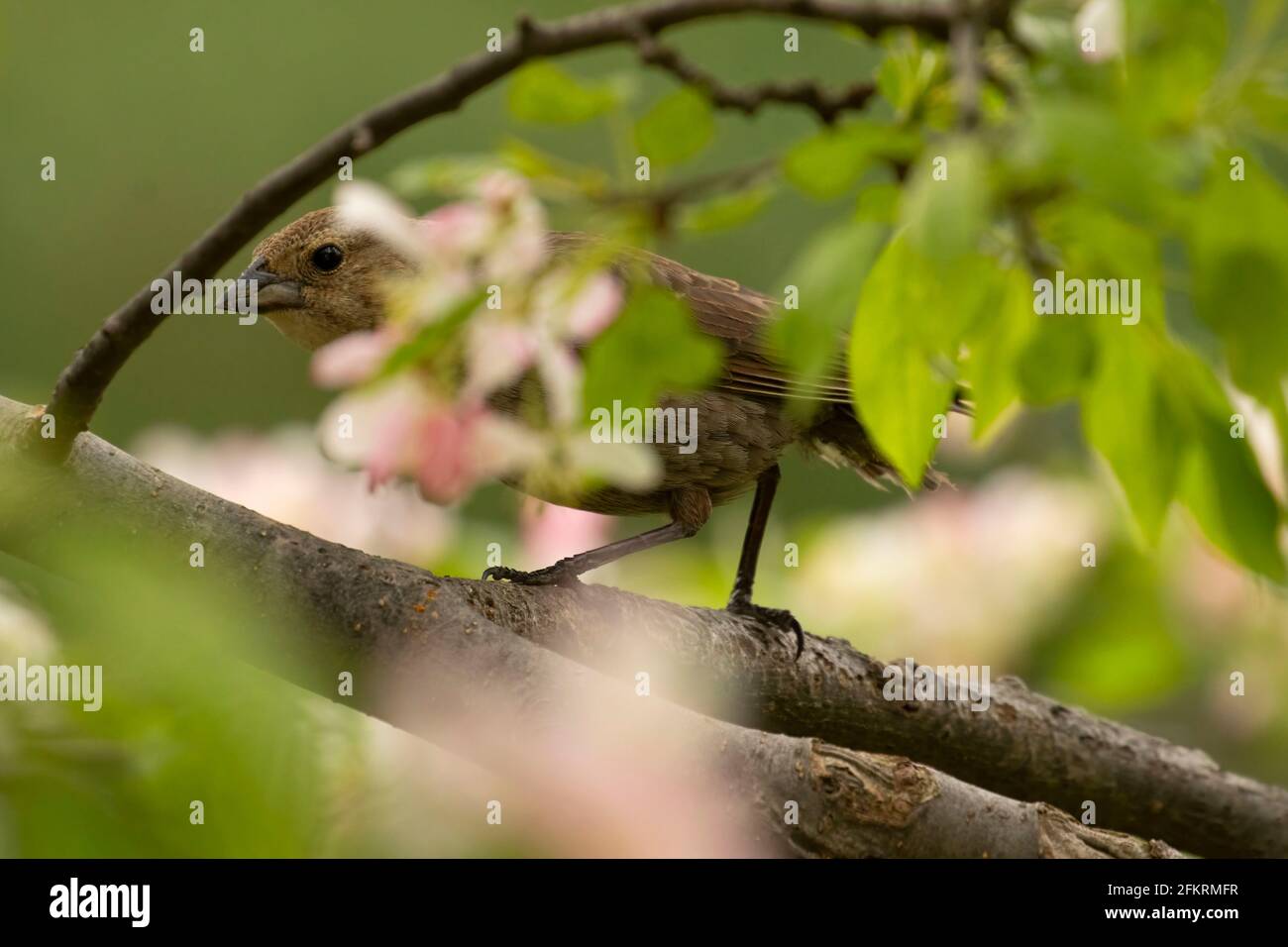Grossbeak, West Hartford, Connecticut Foto Stock