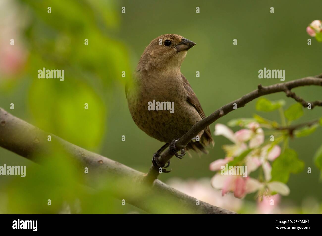 Grossbeak, West Hartford, Connecticut Foto Stock
