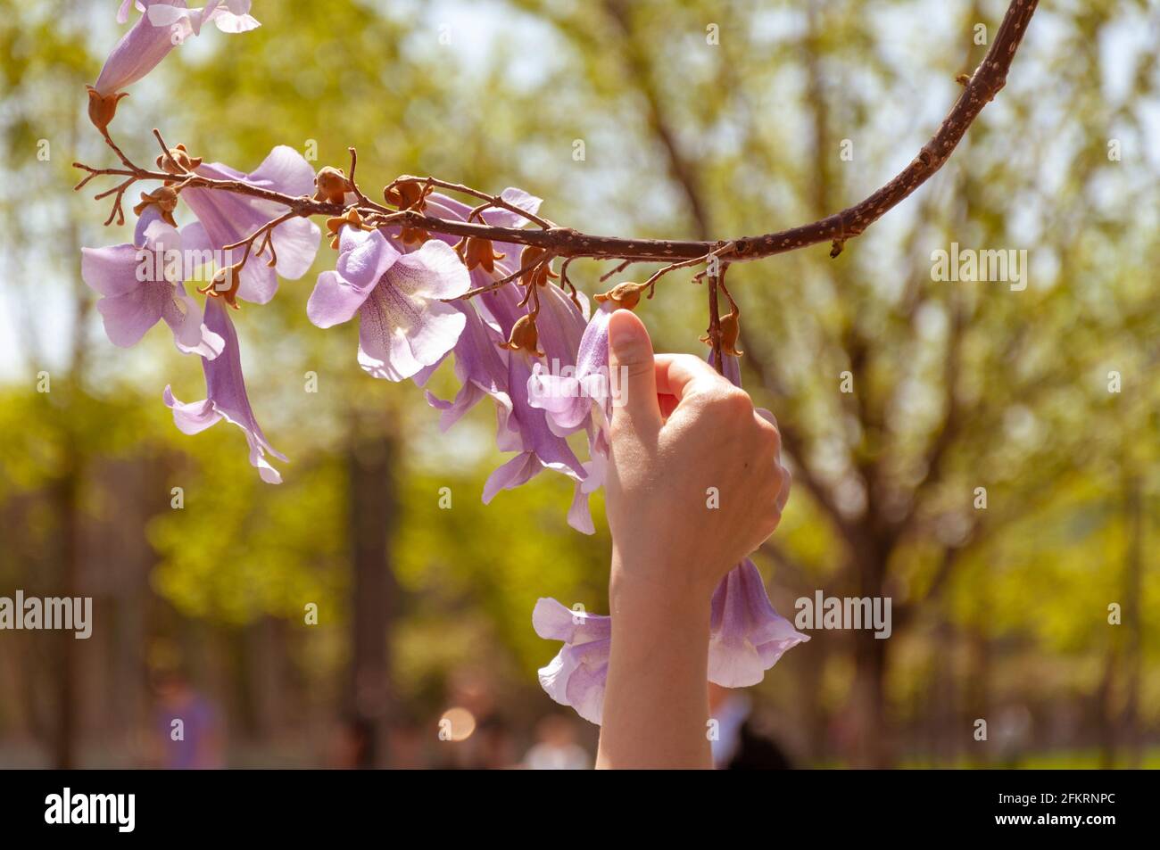 Primavera. Fiori di Paulownia tomentosa albero contro cielo blu. Campane viola dell'albero di Paulownia feltro Foto Stock
