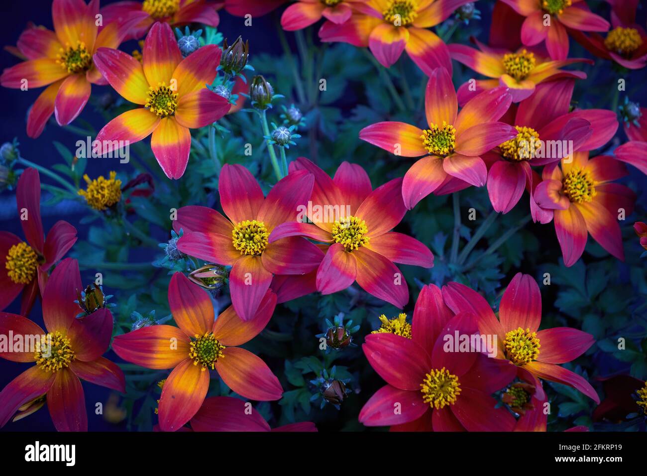 Bidens ferulifolia pianta con bellissimi fiori (Goldmarie). Famiglia Daisy Foto Stock