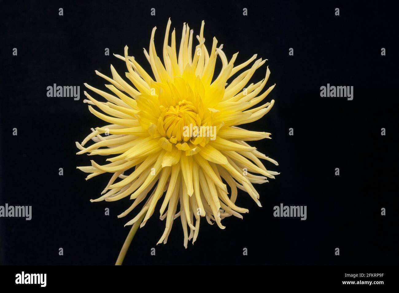 Primo piano di Dahlia Eastwood Moonlight contro un nero sfondo un semi cactus dahlia che ha fiori gialli in estate e autunno Foto Stock