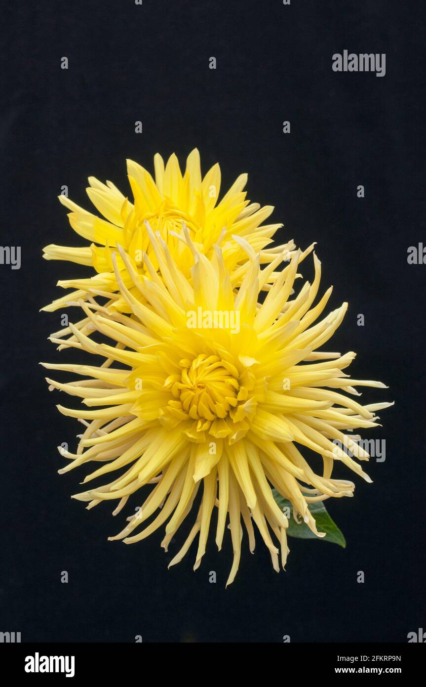 Primo piano di due luci a luna Dahlia Eastwood contro A. sfondo nero un semi cactus dahlia che ha fiori gialli in estate e in autunno Foto Stock
