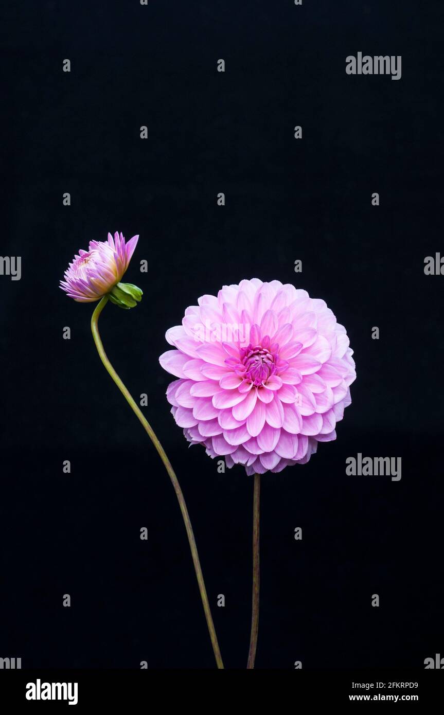 Primo piano di Dahlia Crossfield Ann con un bocciolo di rottura contro uno sfondo nero una dahlia decorativa che ha fiori rosa in estate e in autunno Foto Stock