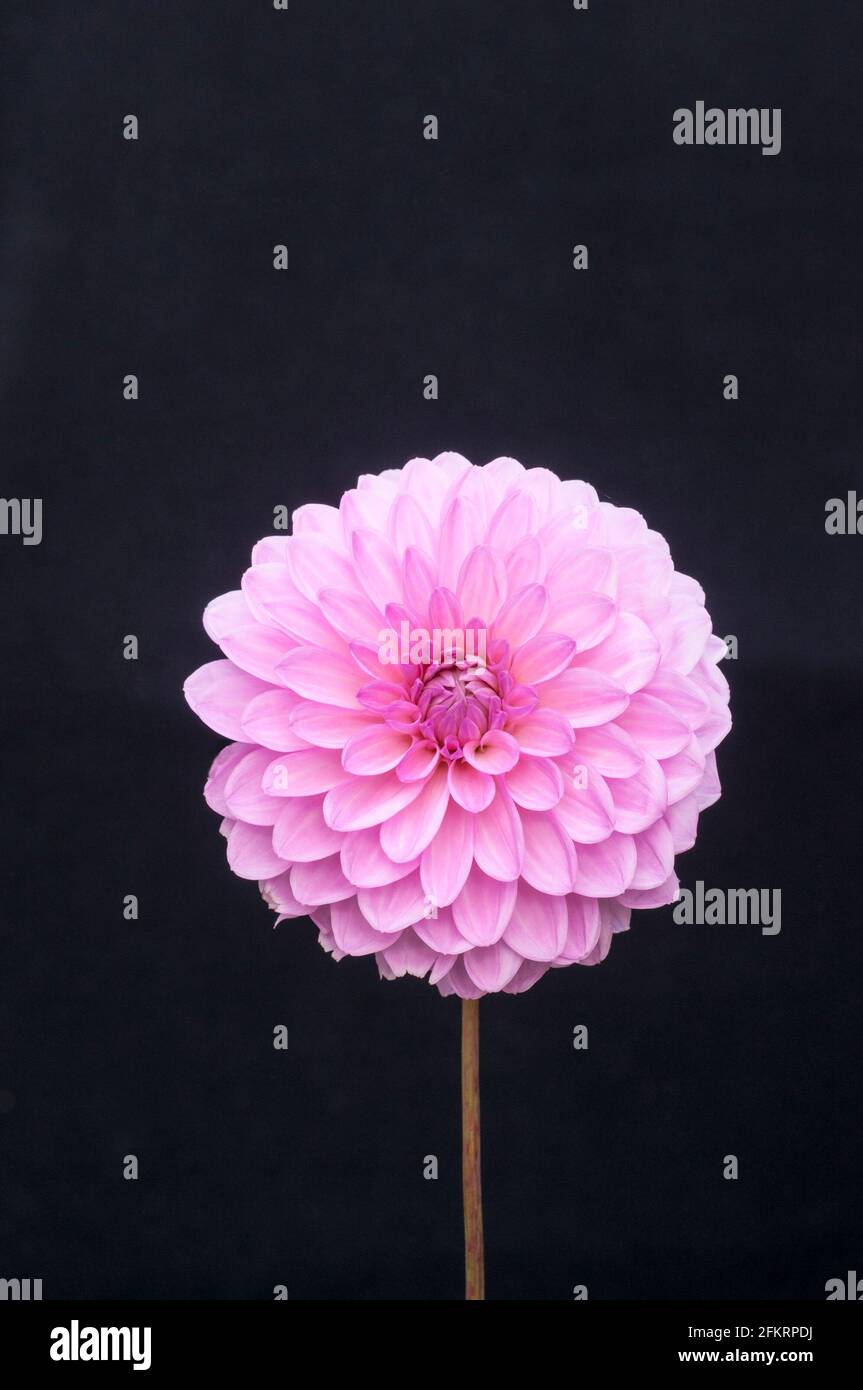 Primo piano di Dahlia Crossfield Ann contro un nero sfondo una dahlia decorativa che ha fiori rosa in estate e autunno Foto Stock