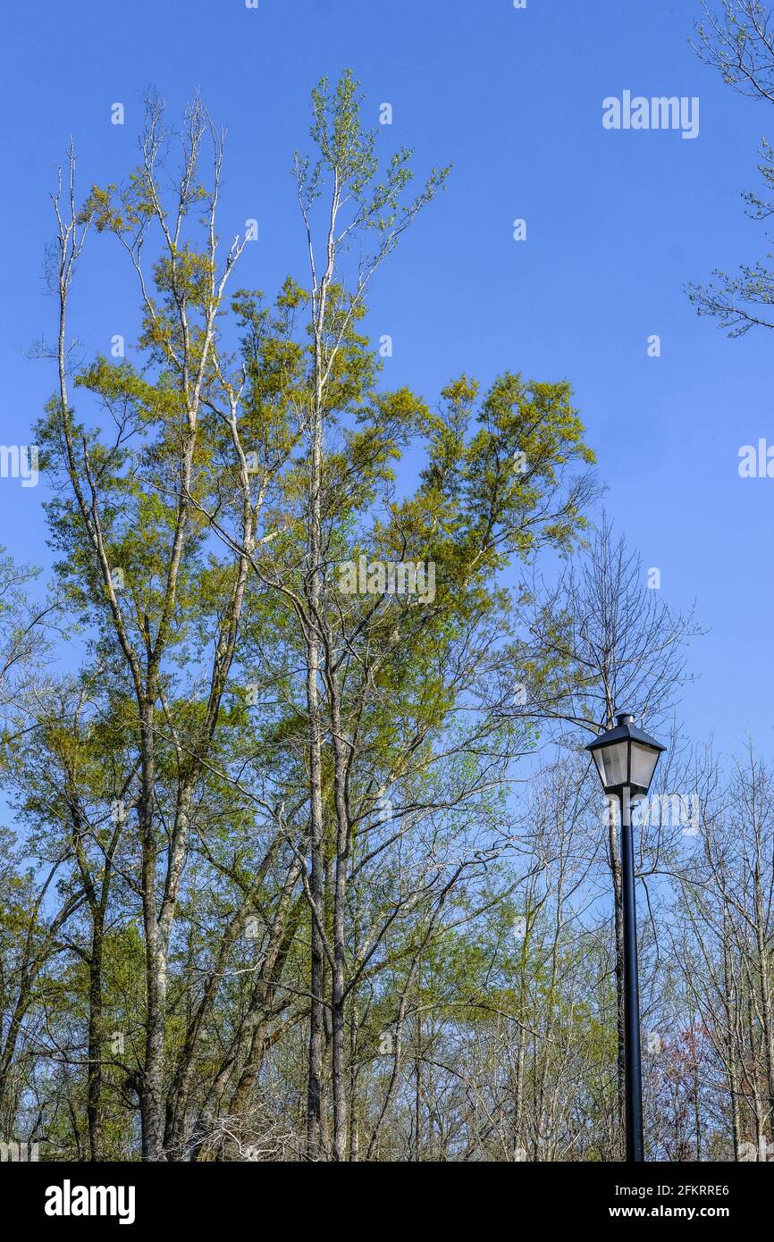 Luce di strada tra gli alberi Foto Stock