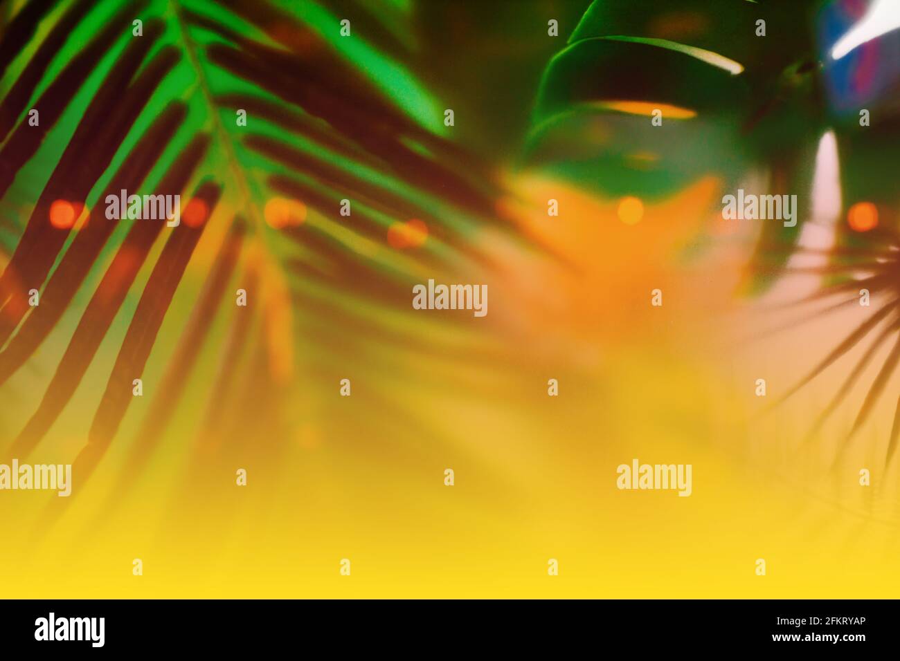 Carta da parati da foglie di palma verdi. Composizione ecologica del palmo. Foto Stock