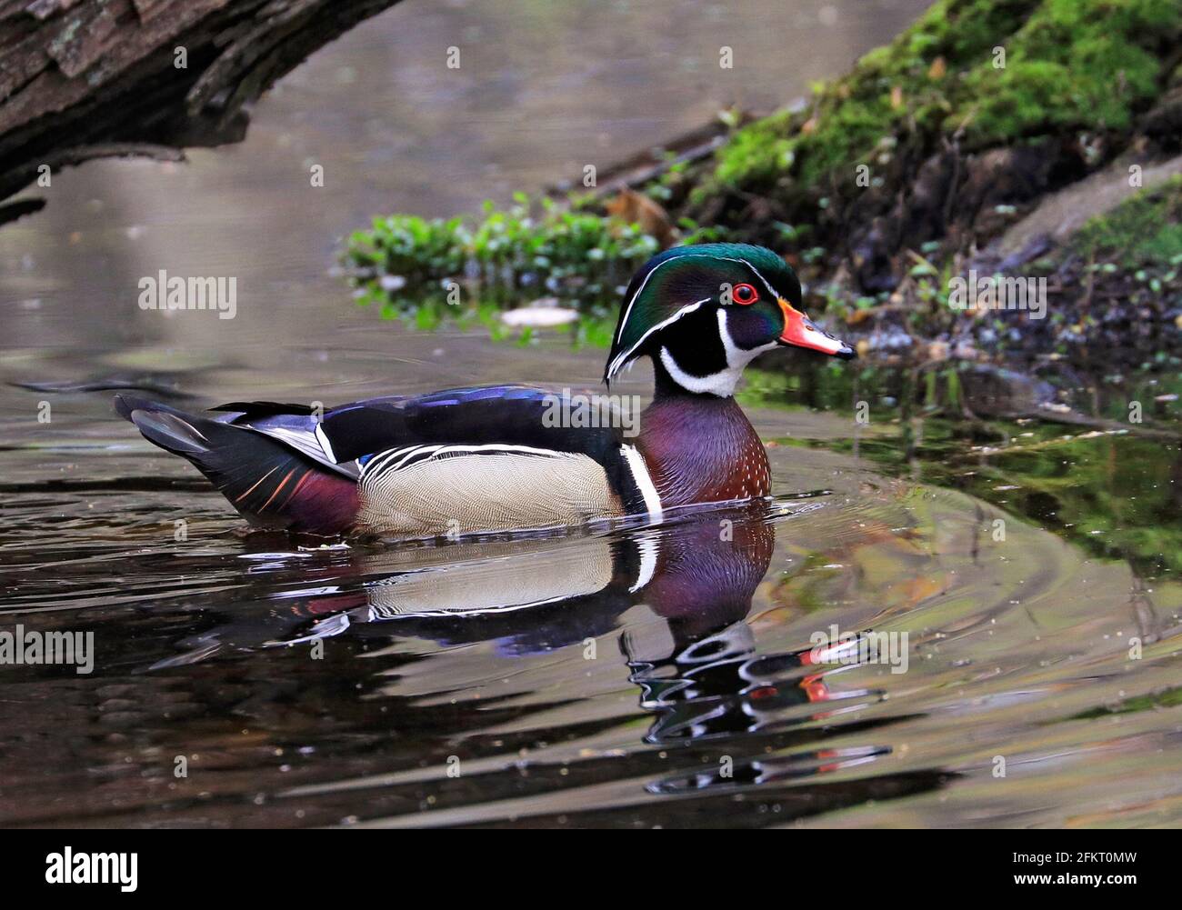 Anatra legno colorato che galleggia sul lago con riflessione, Quebec, Canada Foto Stock