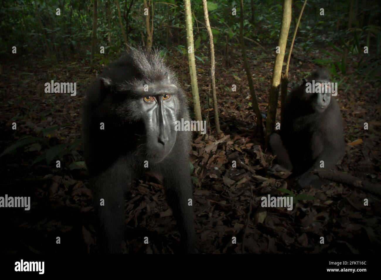 Celebes creed macaque guardando curiosamente in macchina fotografica nella Riserva Naturale di Tangkoko, Sulawesi del Nord, Indonesia. Secondo un rapporto di valutazione del 2020 dell'IUCN, è necessario portare programmi educativi sulla conservazione dei macachi crestati e dei loro habitat, sui potenziali rischi per la salute associati al consumo delle specie di macaco e sugli indigeni alternativi di sostentamento attraverso l'ecoturismo e le alternative agroforestali. Foto Stock