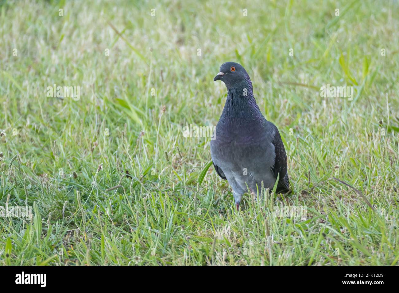 pigeon cammina sull'erba nel parco visto da la parte anteriore Foto Stock