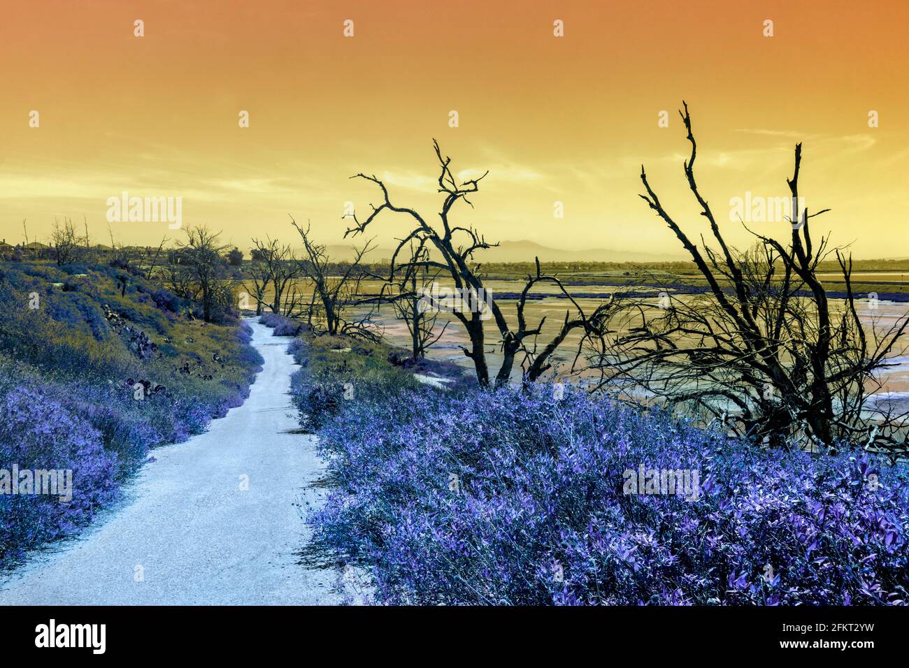 Paesaggio surrealistico di alberi lungo un sentiero con effetti ultraterrani e sognanti. Foto Stock