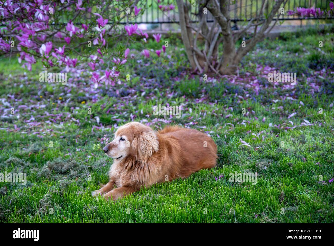Bel cane Golden Retriever sotto un albero di magnolia. Foto Stock