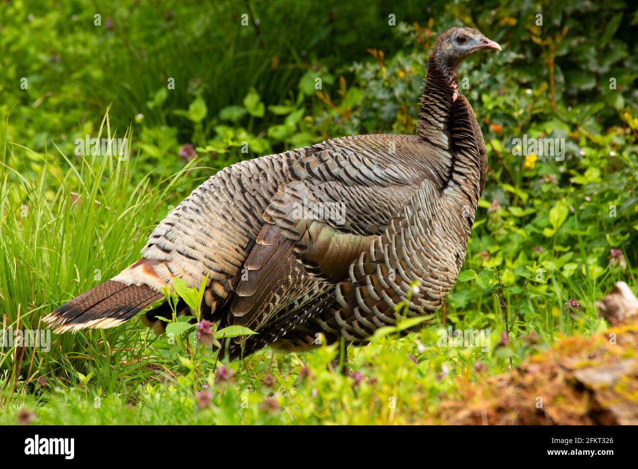 Wild turkey, il Rhododendron Garden, Hendricks Park, Eugene, Oregon Foto Stock