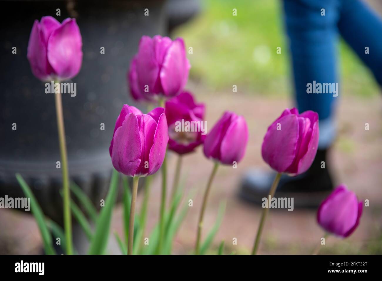 Grandi tulipani magenta rosa brillante che fioriscono in un cimitero Foto Stock
