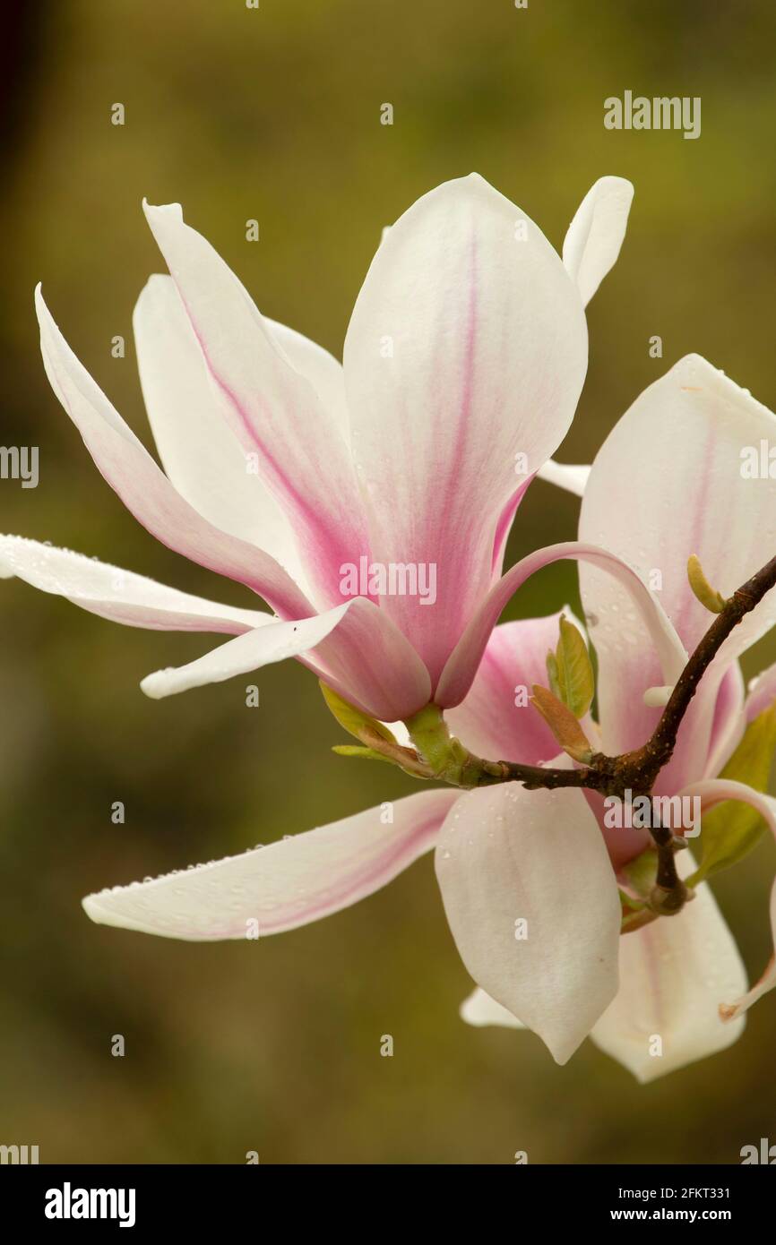 Magnolia in fiore (Magnolia campbellii), il Giardino Rododendro, Hendricks Park, Eugene, Oregon Foto Stock