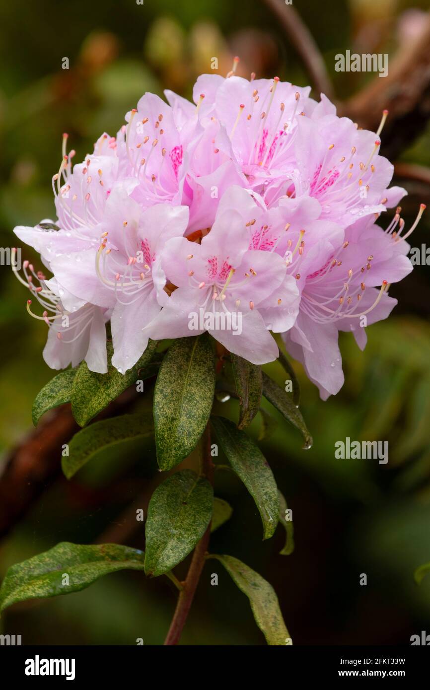 Rhodendron fiorisce, il giardino di Rhodendron, il parco di Hendricks, Eugene, Oregon Foto Stock