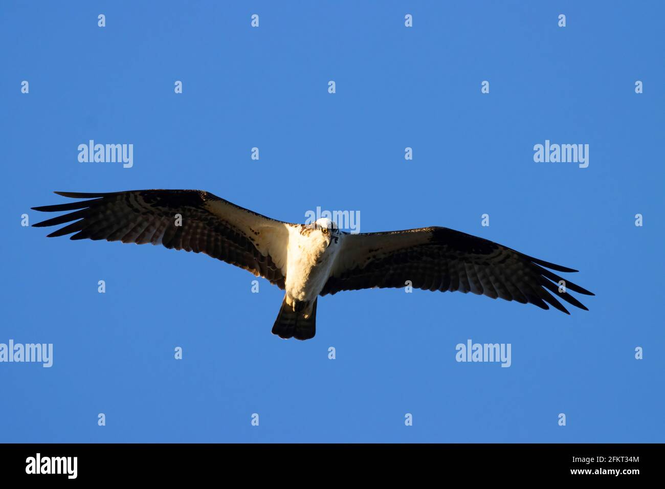 Falco pescatore (Pandion haliaetus), EE Wilson Area faunistica, Oregon Foto Stock