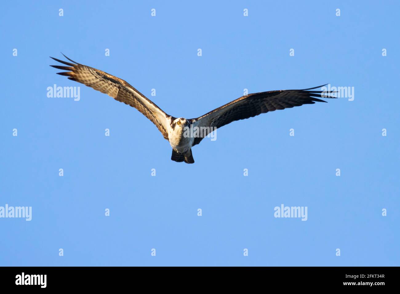 Falco pescatore (Pandion haliaetus), EE Wilson Area faunistica, Oregon Foto Stock