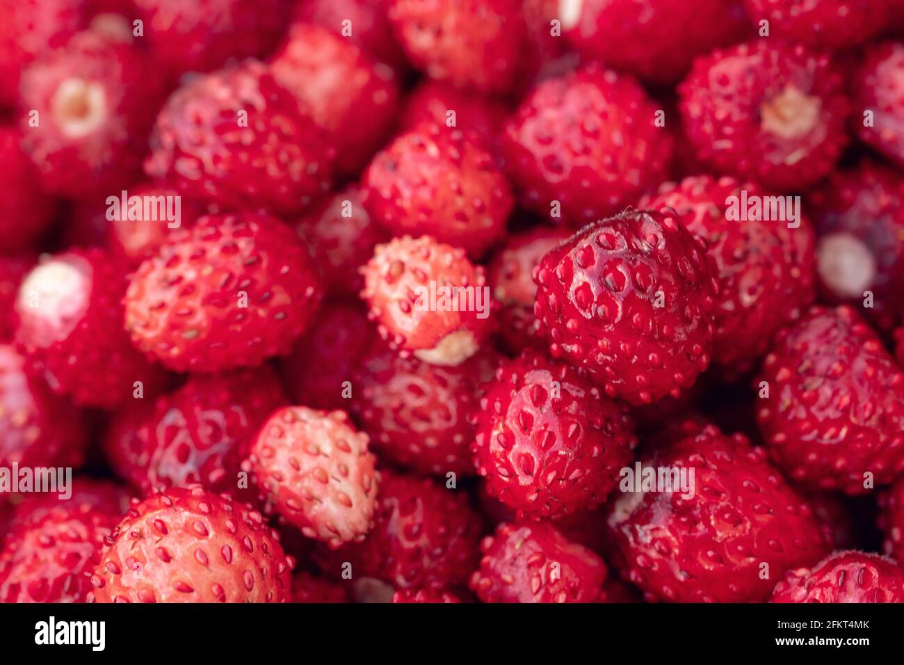 Primo piano di sfondo di fragole selvatiche. Un sacco di fragole mature - immagine Foto Stock