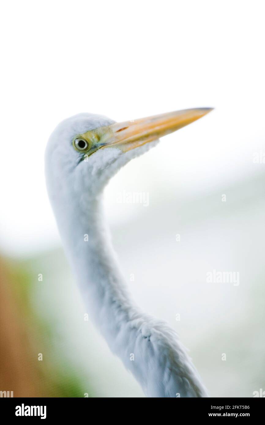 Ritratto di garzetta, close-up, Sarasota, Florida, Stati Uniti d'America Foto Stock