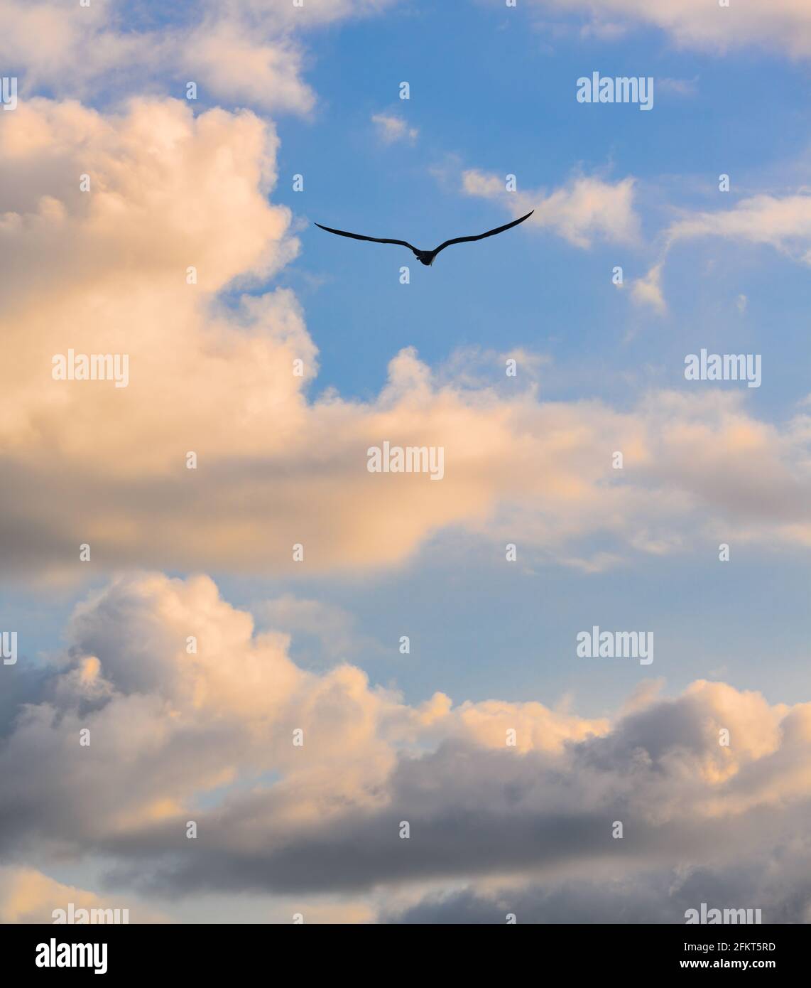 Una silhouette di un uccello con ali sparse in verticale Formato immagine Foto Stock