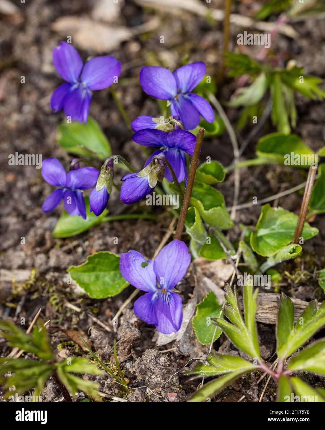 Viola dolce, Luktviol (Viola odorata) Foto Stock