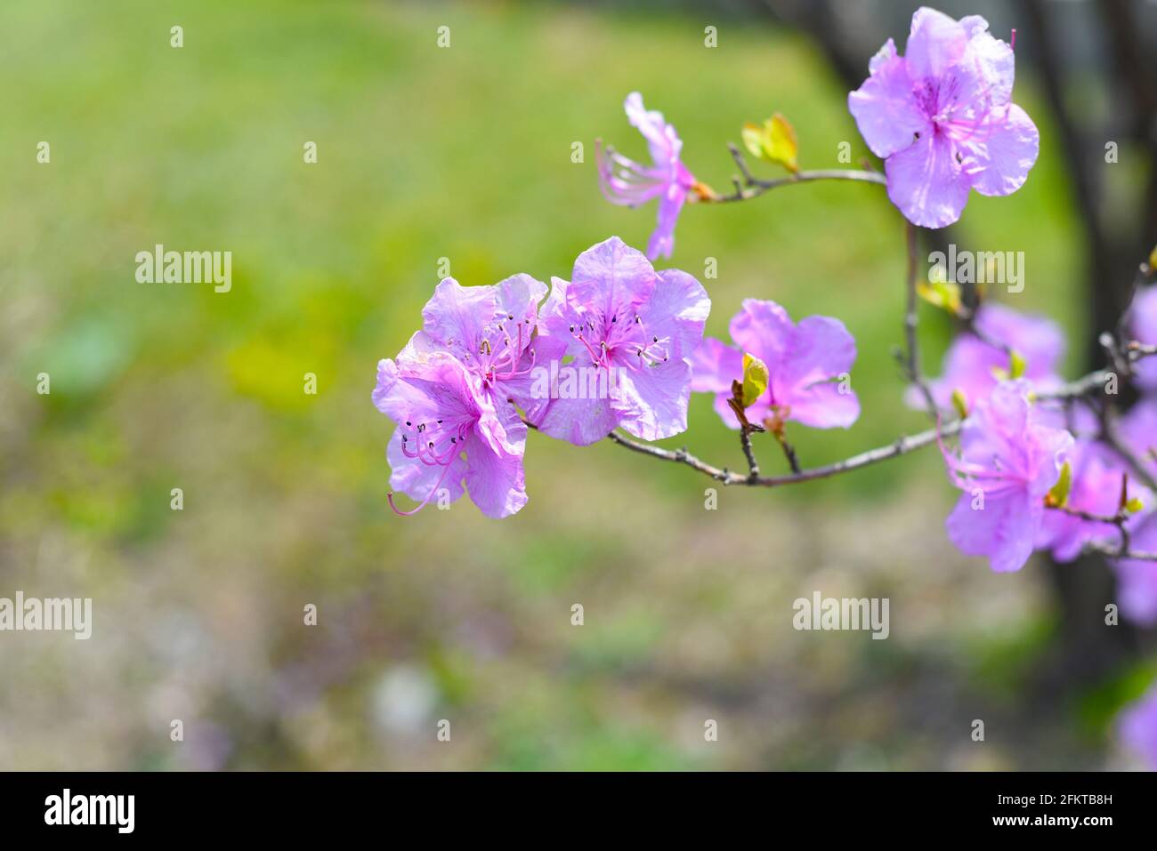Rhododendron mucronulatum Bush che cresce in Estremo Oriente della Russia in molla Foto Stock