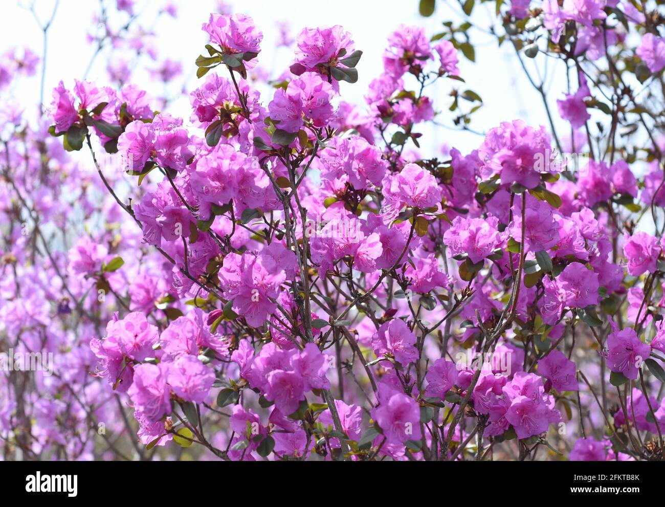 Rhododendron mucronulatum Bush che cresce in Estremo Oriente della Russia in molla Foto Stock