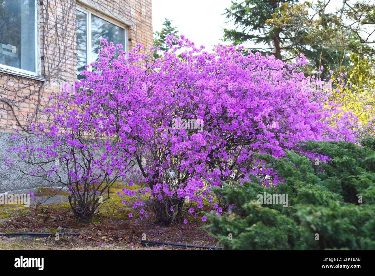 Rhododendron mucronulatum Bush che cresce in Estremo Oriente della Russia in molla Foto Stock