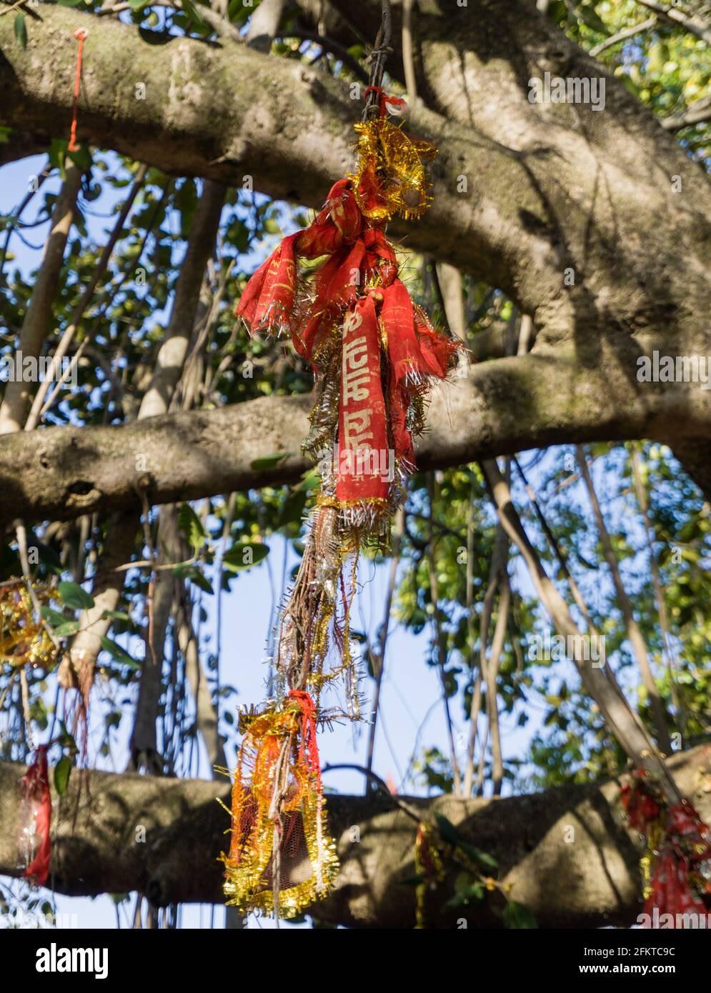 Un panno rosso legato su un albero di banyan come parte della tradizione indù in INDIA. Foto Stock