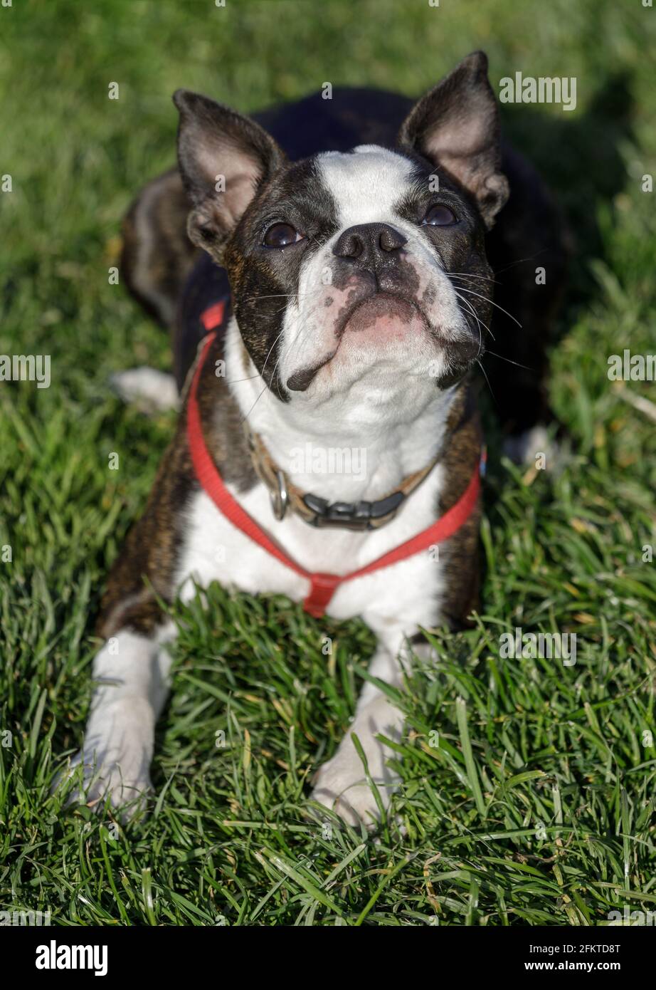 7 mesi-Old Boston Terrier maschio Puppy cercando in su. Parco per cani fuori dal guinzaglio nel nord della California. Foto Stock