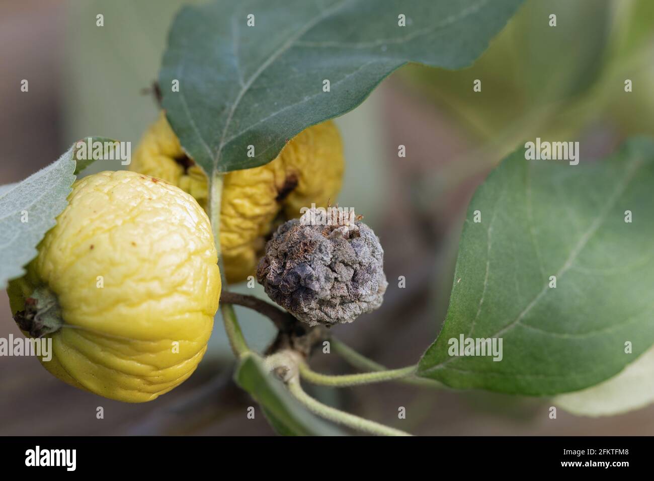 Primo piano di frutti di mela gialli colpiti da patologia batterica con piccoli frutti rivettati giallo e nero sul ramo di cespuglio con foglie verdi. Foto Stock