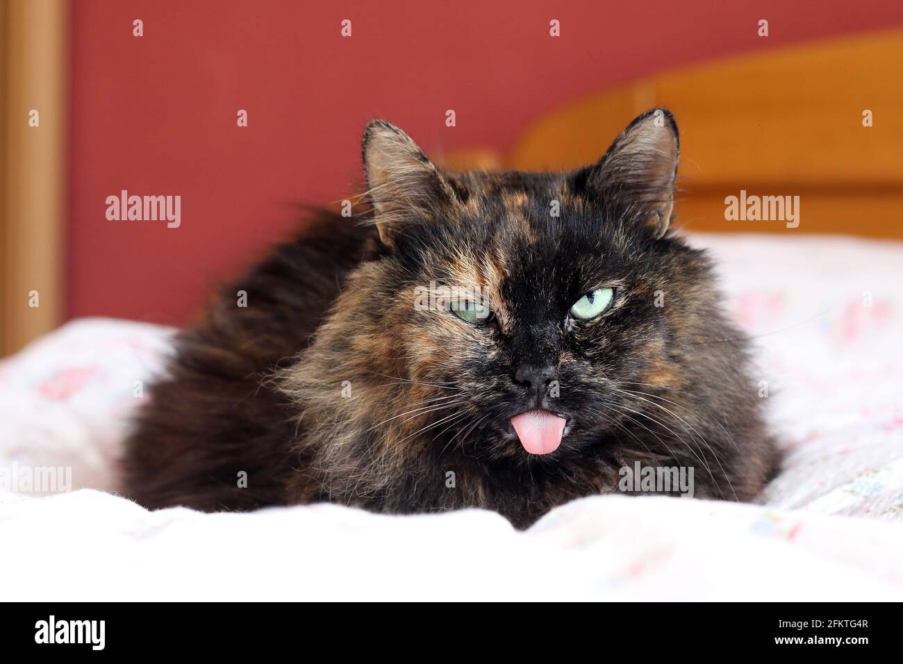 Il gatto furry si trova nel letto con la lingua bloccata fuori. Sembra  abbastanza divertente, opaco o disgustato, ma è a causa della malattia  della gomma Foto stock - Alamy