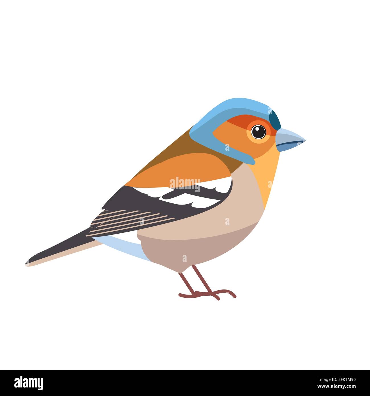 Chaffinch. Nome scientifico: Fringilla coelebs. Uccello comune di Chaffinch nella famiglia di finch Cartoon piatto stile bello carattere di ornitologia, vettore Illustrazione Vettoriale