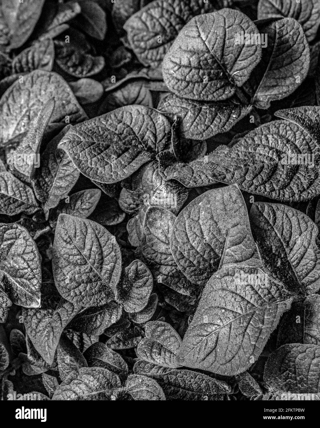 Immagine in bianco e nero delle foglie di piante di patate Foto Stock