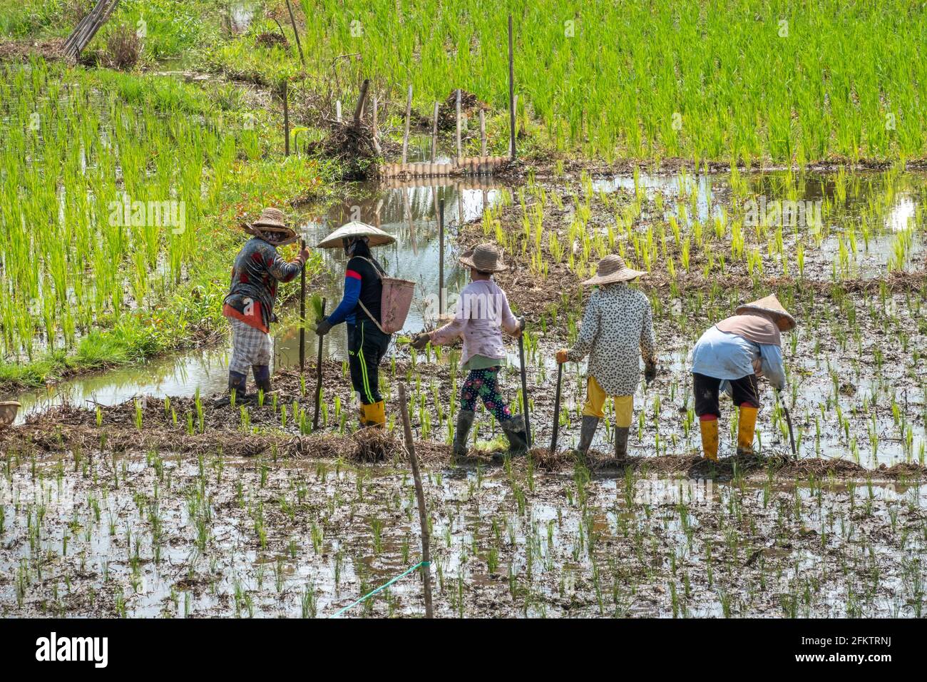 Campo di riso a Tebedu, Serian, Sarawak, Malesia orientale Foto Stock