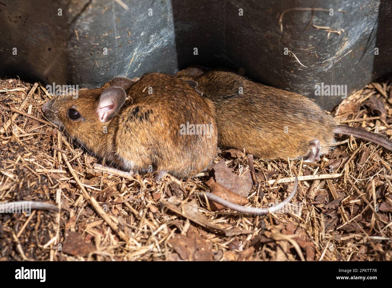 Due giovani topi di legno (Apodemus sylvaticus) che riparano sotto un foglio di metallo corrugato, stagno, refugia. Flora e fauna selvatiche, Regno Unito. Foto Stock