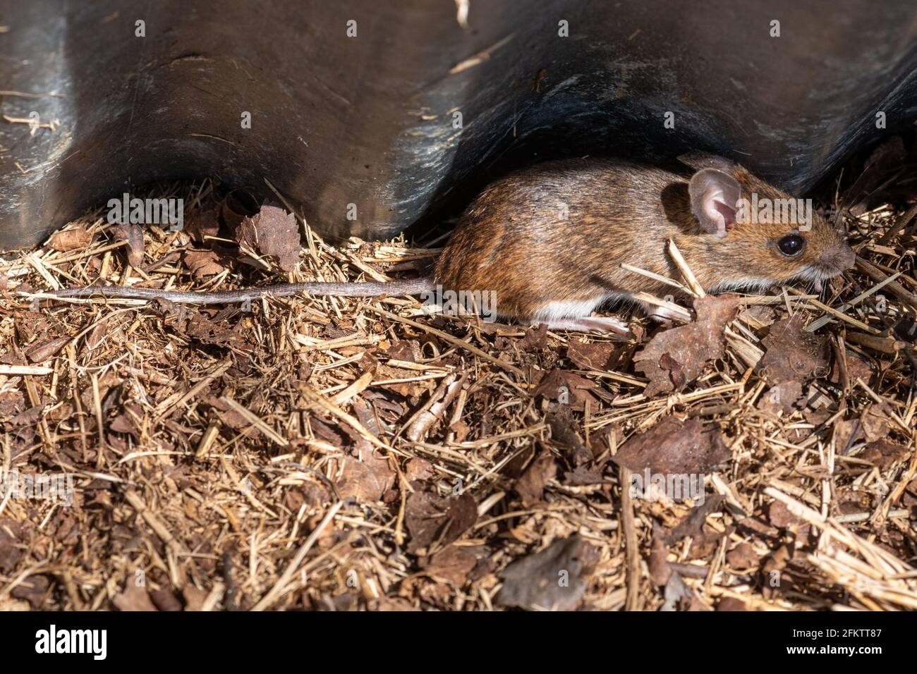 Mouse di legno (Apodemus sylvaticus) che ripara sotto un foglio di metallo corrugato, stagno, refugia. Flora e fauna selvatiche, Regno Unito. Foto Stock