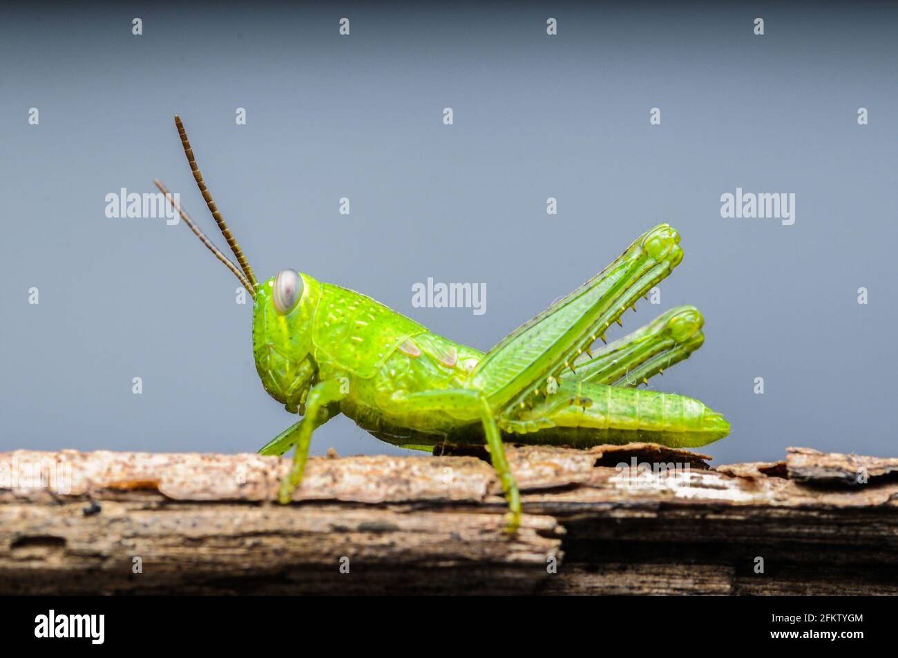 Cavalletta verde appesa sulla foglia su sfondo verde Foto Stock