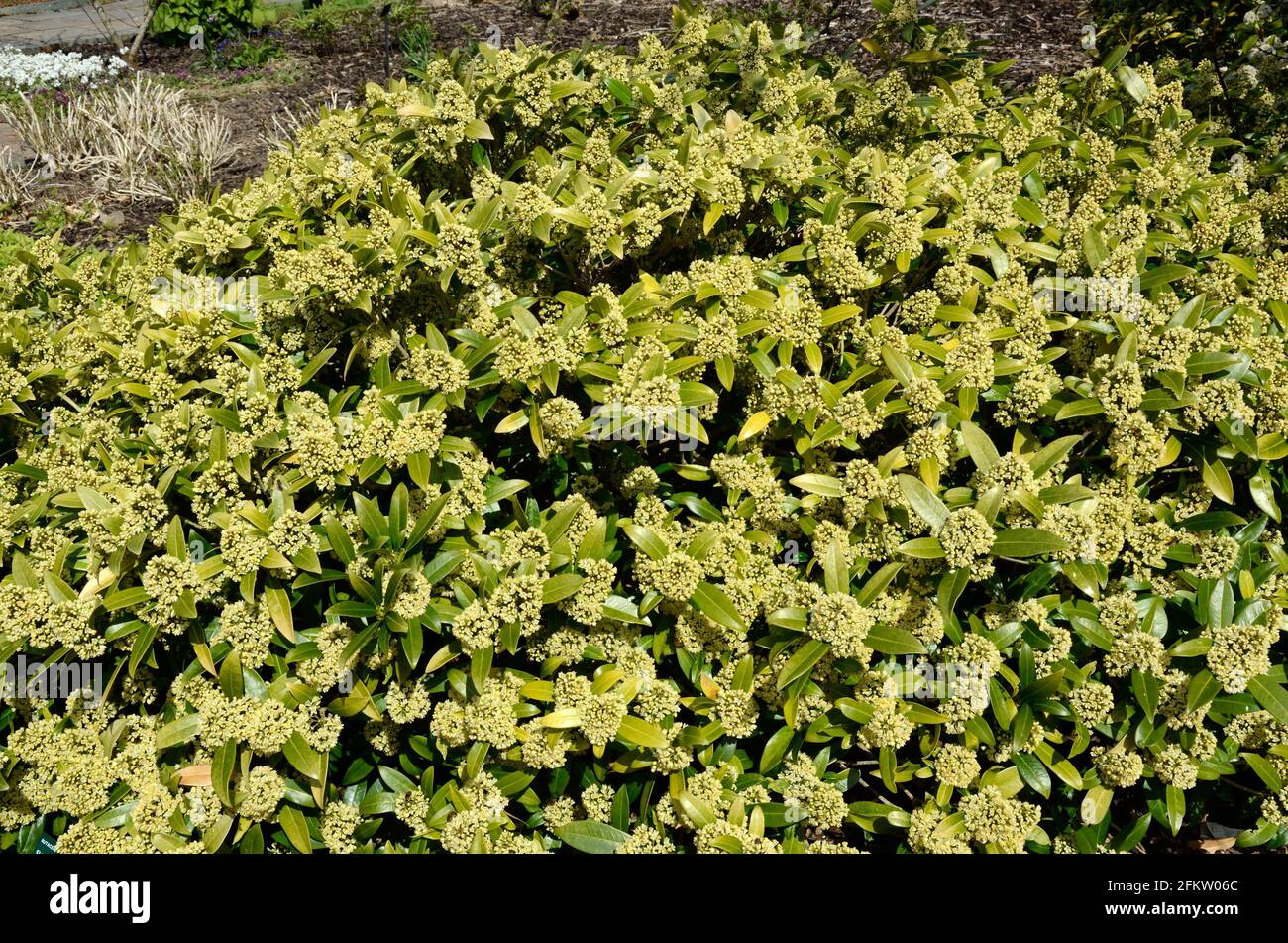 Grappoli Di Fiori Bianchi Immagini E Fotos Stock Alamy