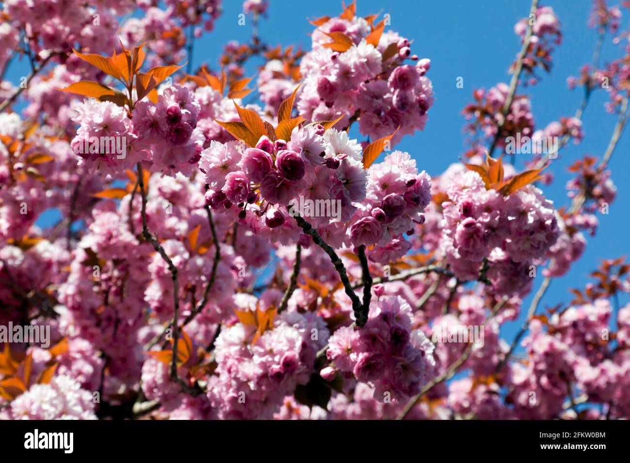 Primo piano di alcuni bellissimi fiori di ciliegia, Walmer, Kent Foto Stock