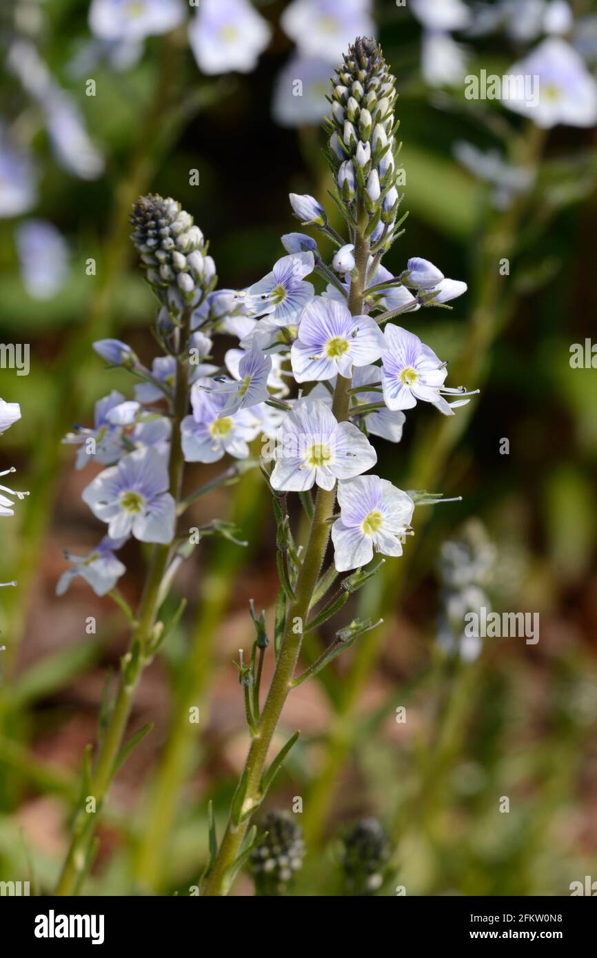 Guglie di fiori blu pallido di Veronica gentianoides Ronbusta Speedwell fiore Foto Stock