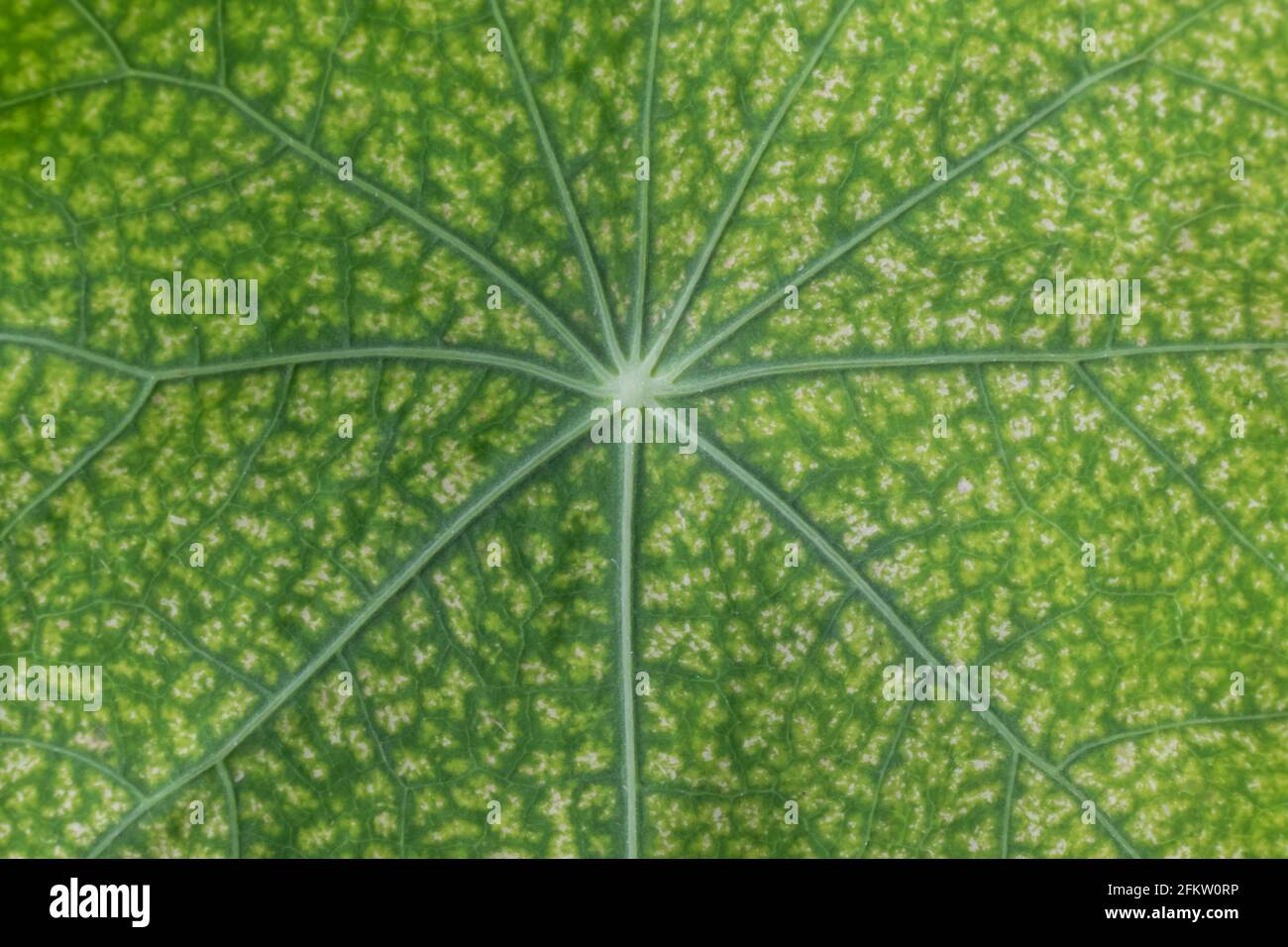 Natura sfondo Closeup di foglia di nasturzio malato con venazione in natura Foto Stock