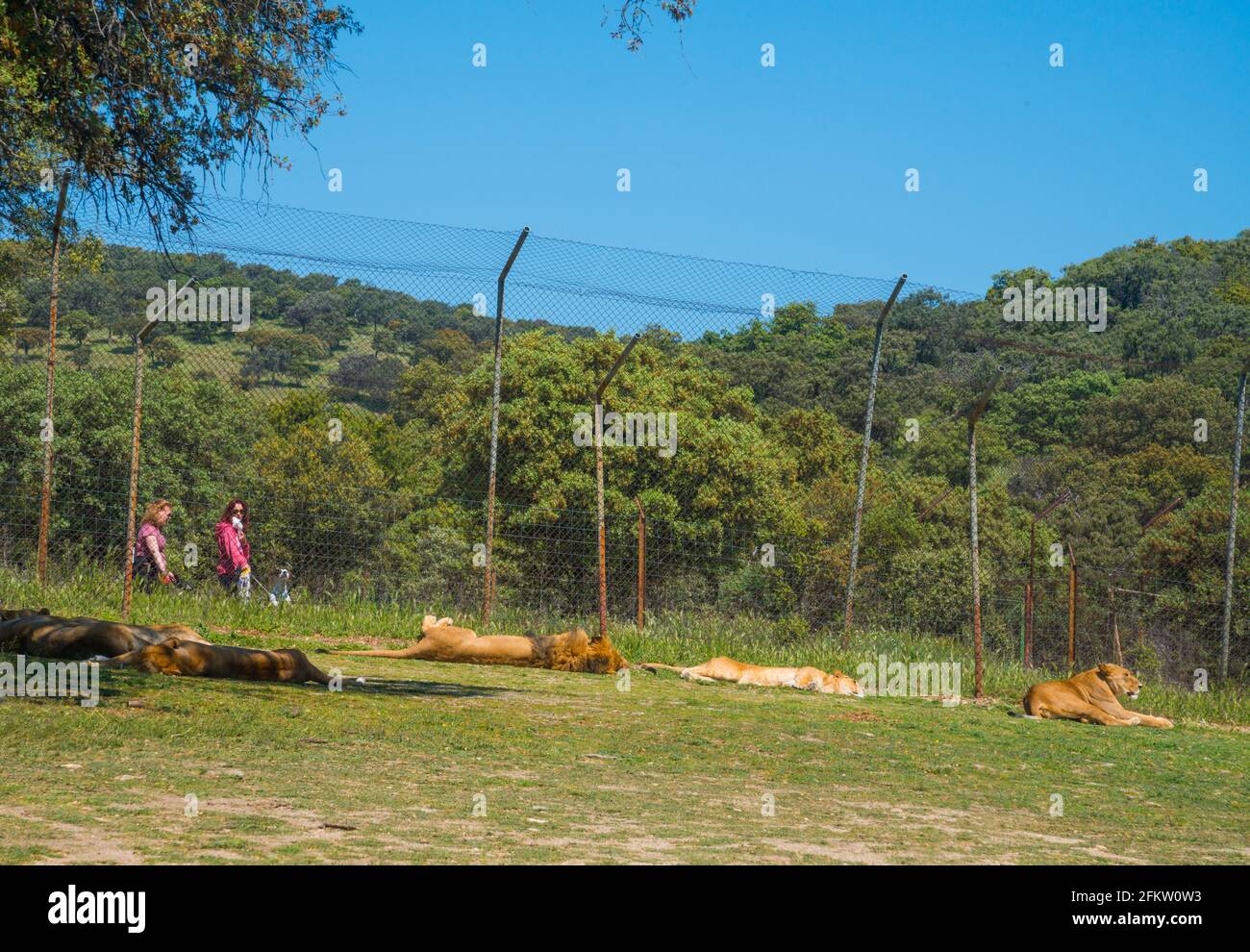 Lions che riposano. Safari Madrid, Aldea del Fresno, provincia di Madrid, Spagna. Foto Stock