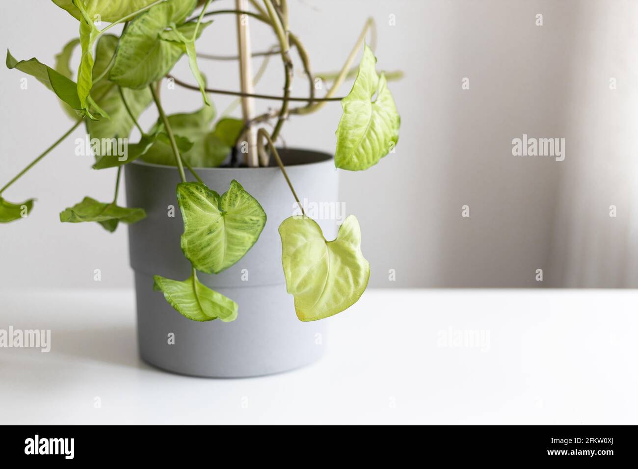 Syngonium podophyllum liana, un erbaceo sempreverde nativo in cemento grigio pentola su tavola bianca su sfondo grigio. Svuotare la parete bianca e copiare sp Foto Stock