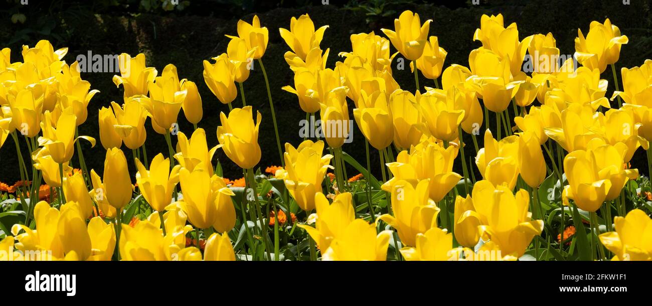 Un'immagine panoramica dei tulipani gialli Aladdin che crescono nei giardini di Trenance a Newquay in Cornovaglia. Foto Stock