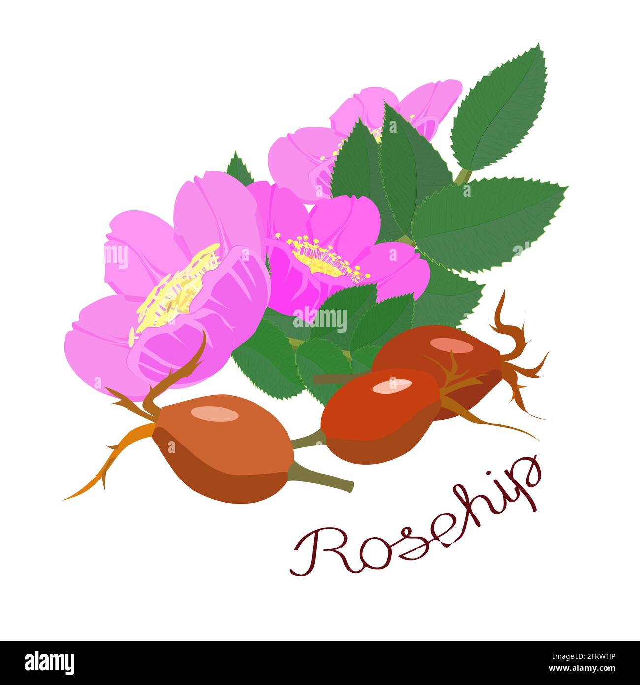 Bacche, fiori e un ramo con foglie di roseanca isolato su uno sfondo bianco. Un'iscrizione con il nome della pianta. Illustrazione vettoriale. Illustrazione Vettoriale