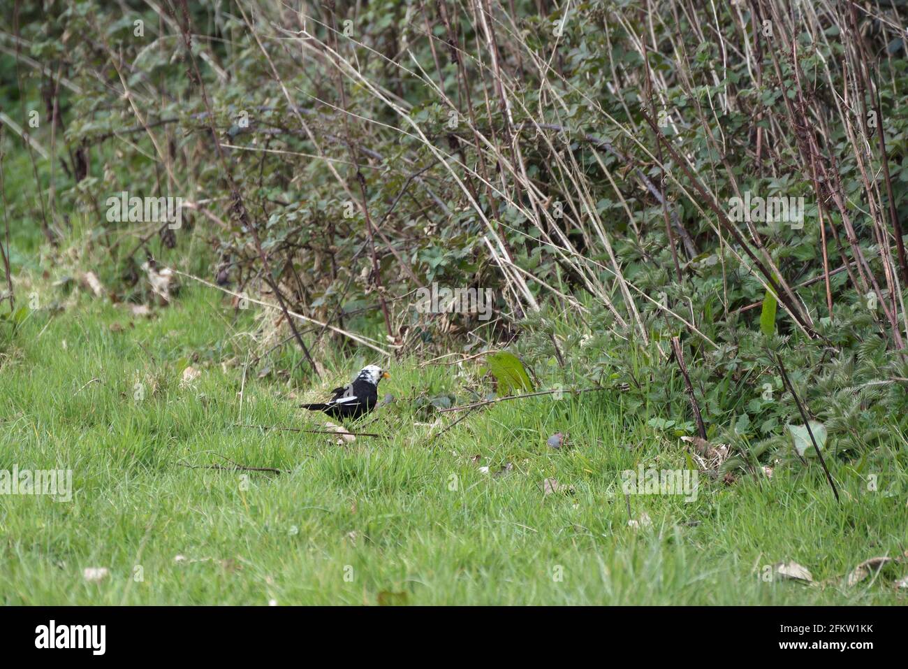 White headed Blackbird (Turdus merula) in erba alla ricerca di cibo Foto Stock