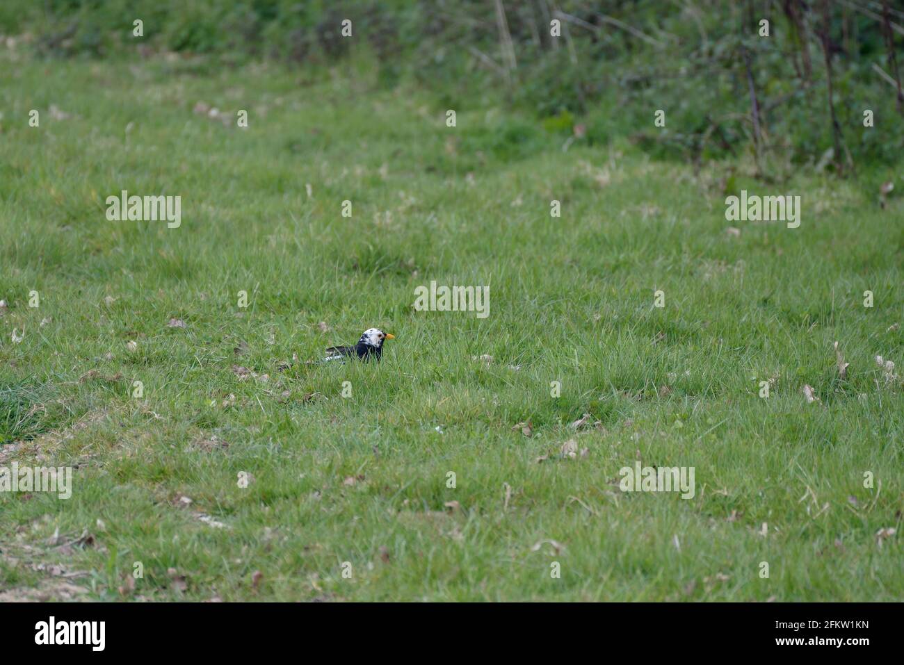 White headed Blackbird (Turdus merula) in erba alla ricerca di cibo Foto Stock